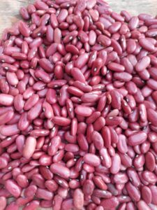 kidney beans for sale