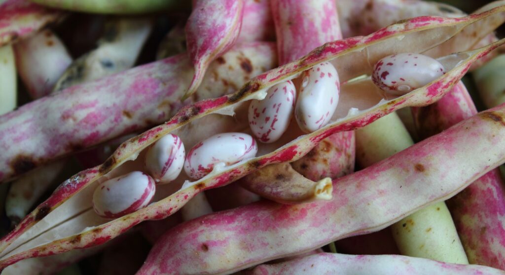 sugar beans exporter