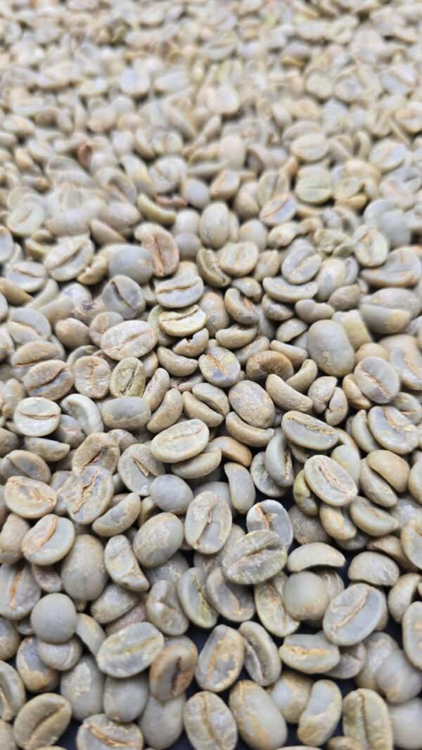 Arabica Coffee exporter